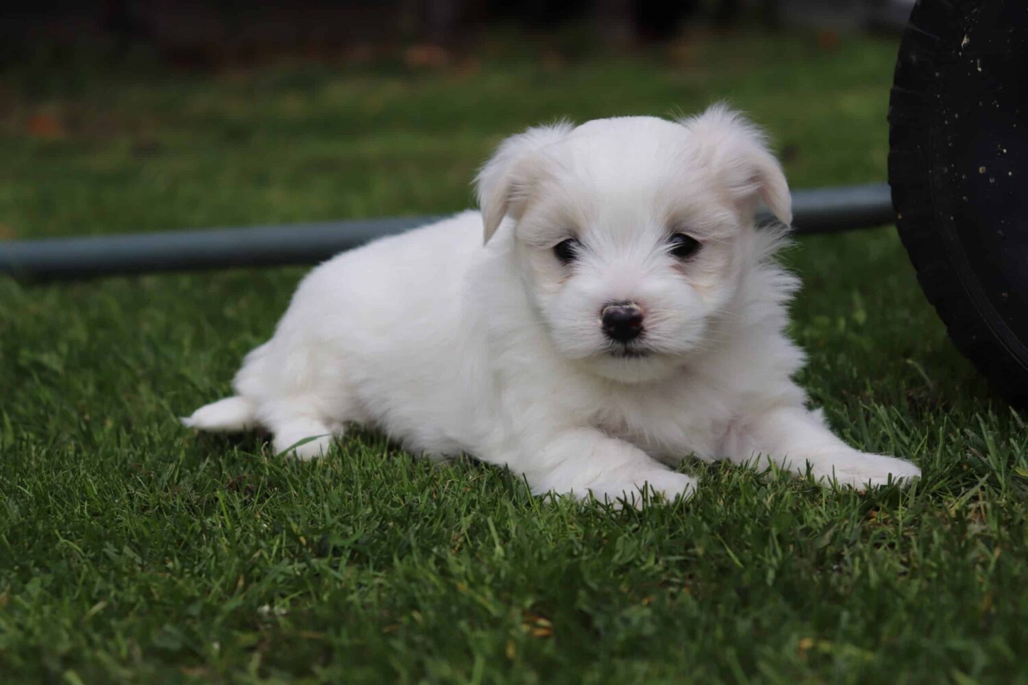 Maltezer pups fokker