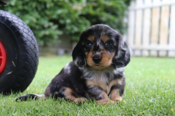 Dwergteckel pups te koop belgisch fokker 13 Dwergteckel pups