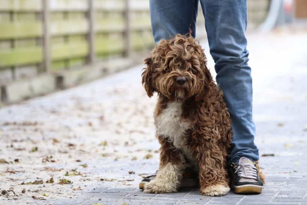 Lagotto romagnolo puppy's te koop belgië 2 Italiaanse waterhond