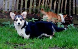 Informatie over de welsh corgi pembroke 7