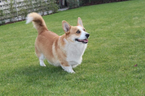 Corgi te koop