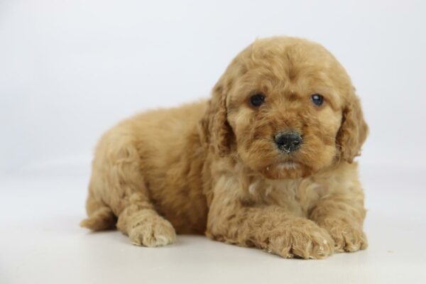 Schattige golden retriever puppy ligt op een witte achtergrond.
