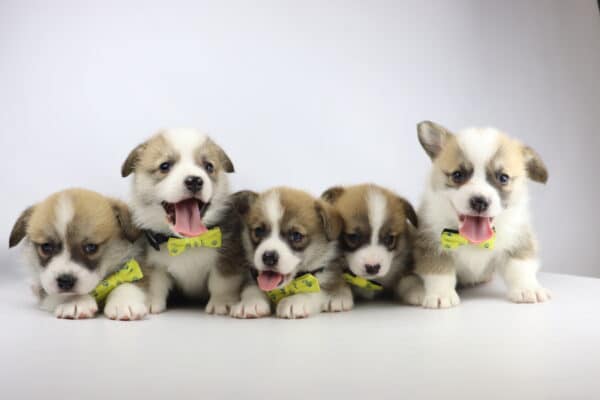 Corgi pups kopen