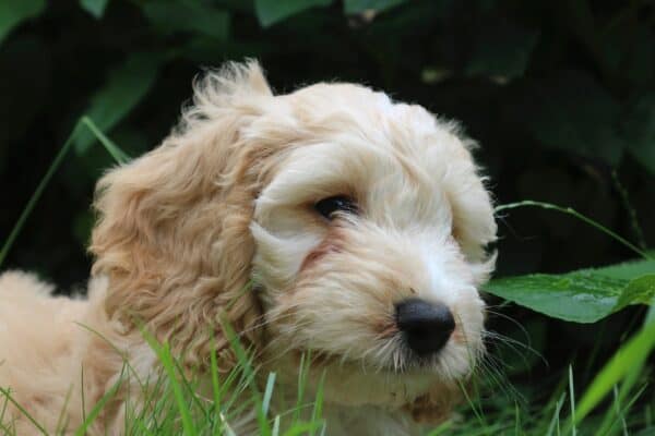 Alles over de cockapoo 4 Chiot hypoallergnique