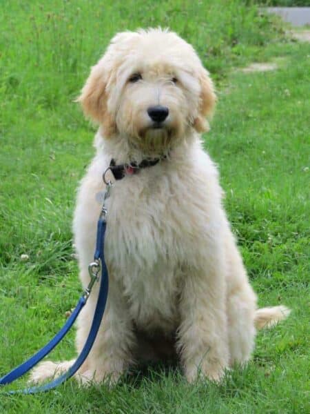 Schattige labradoodle puppy op groene grasweide.
