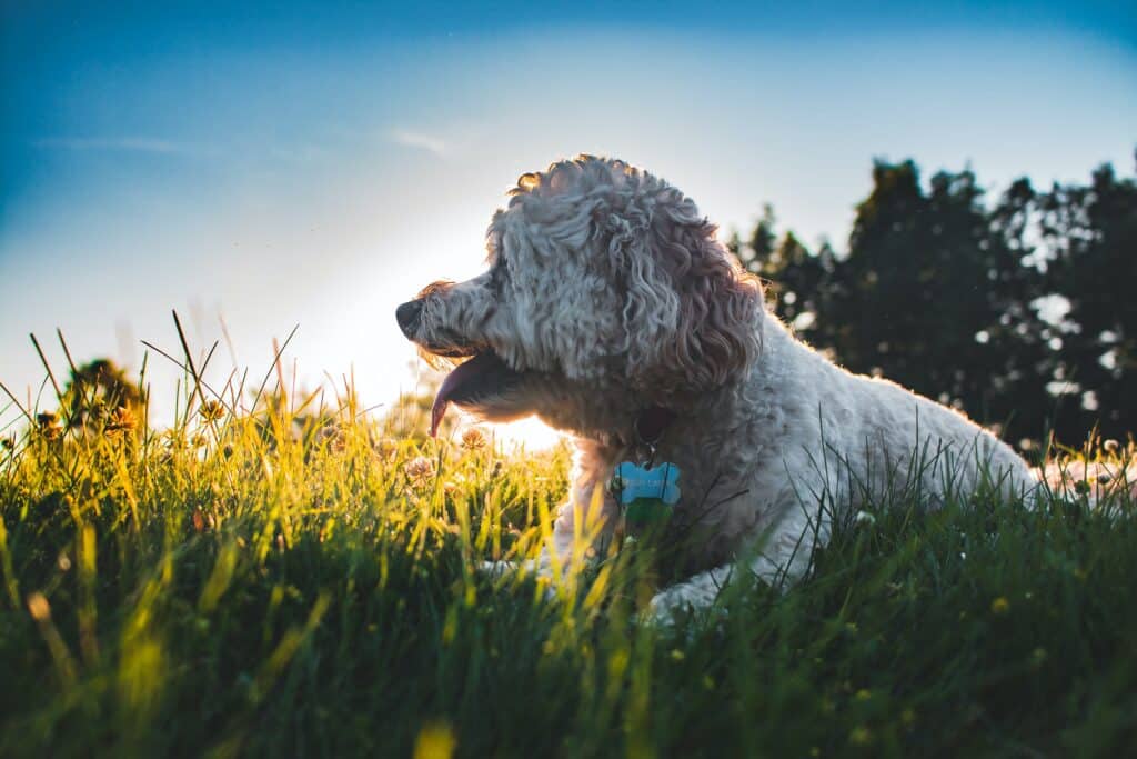 Alles over de cockapoo 1