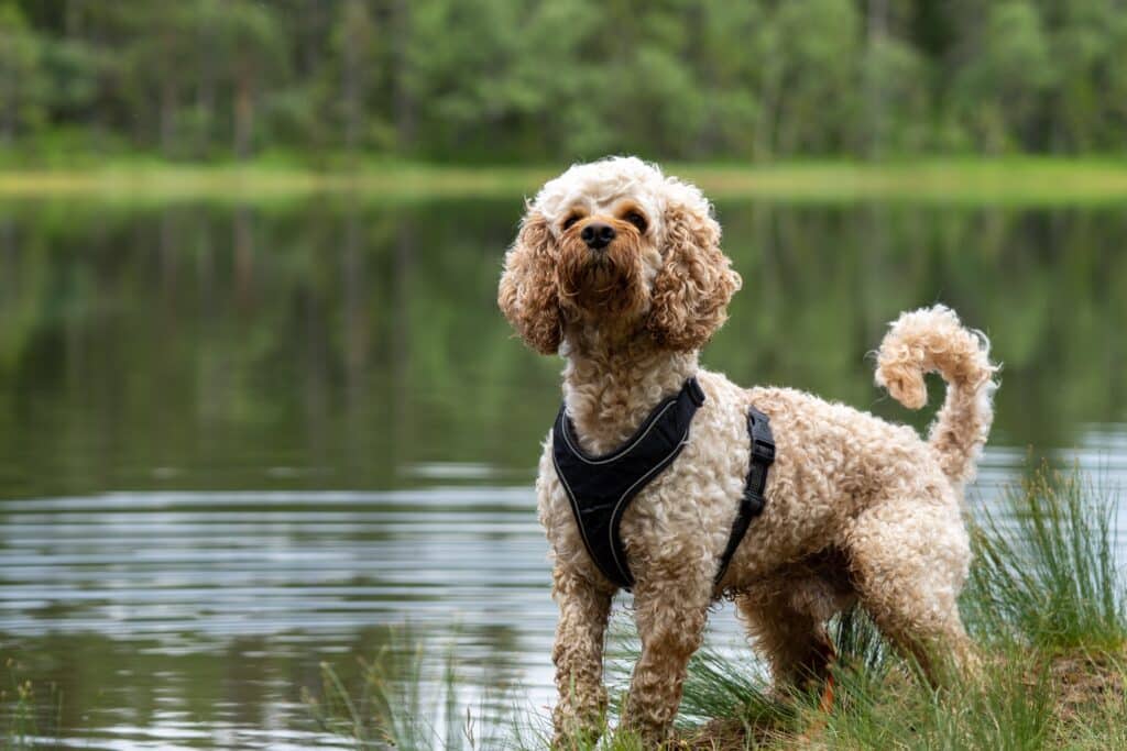 Alles over de cockapoo 6