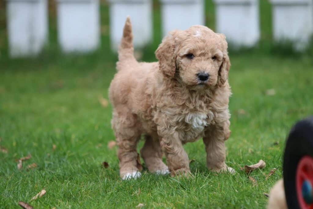 Schattige goudkleurige puppy op grasveld bij woefkesranch.
