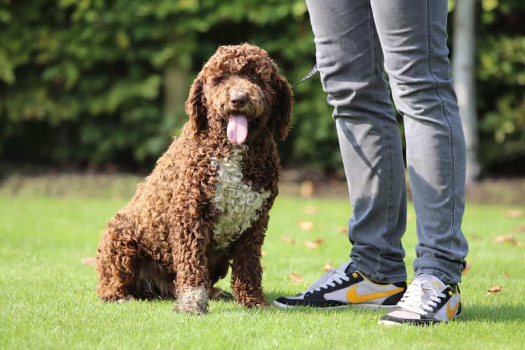 Lagotto romagnolo puppy's te koop belgië 1 Lagotto romagnolo