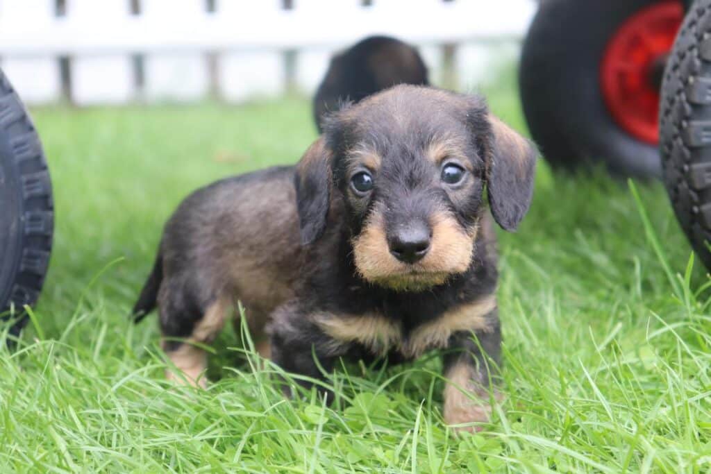 Dwergteckel pups te koop belgisch fokker 12
