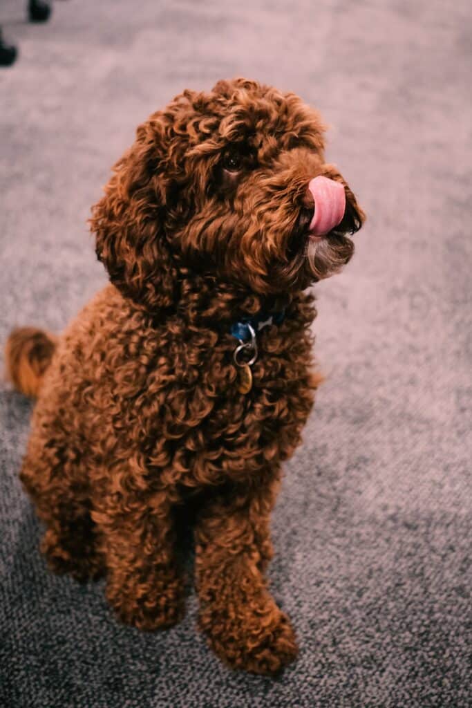 Alles over de cockapoo 5