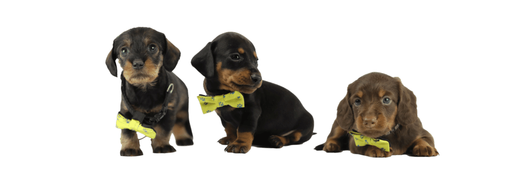 dwergteckel pups te koop belgië