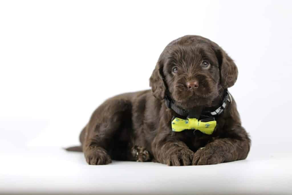 Labradoodle pups te koop