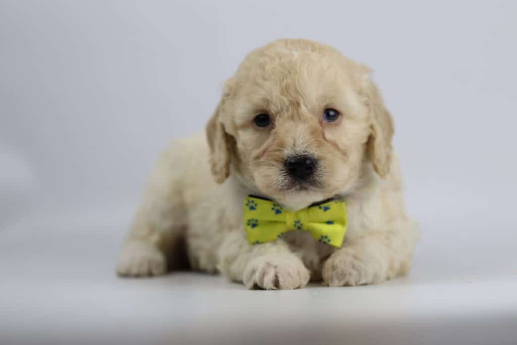 Labradoodle pup gezondheid