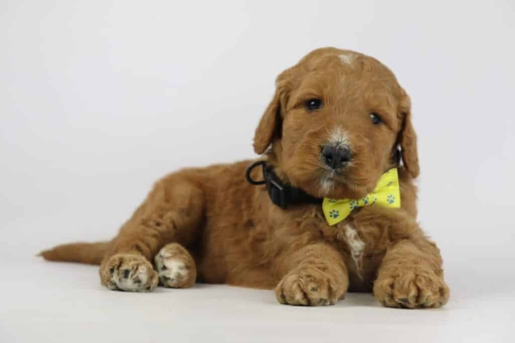 Schattige goudkleurige labradoodle puppy met persoon op patio.