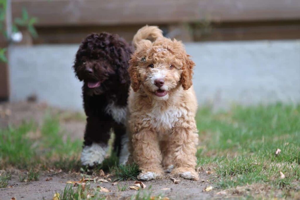Cockapoo gezondheid