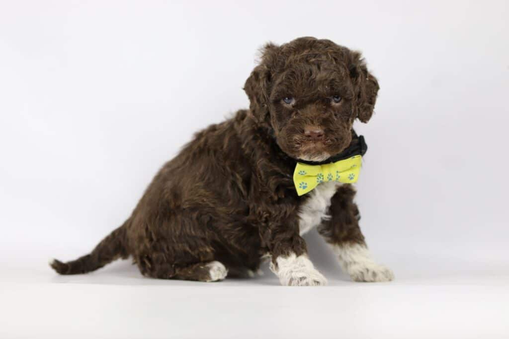 Lagotto romagnolo puppy's te koop belgië 3 Lagotto romagnolo pups te koop