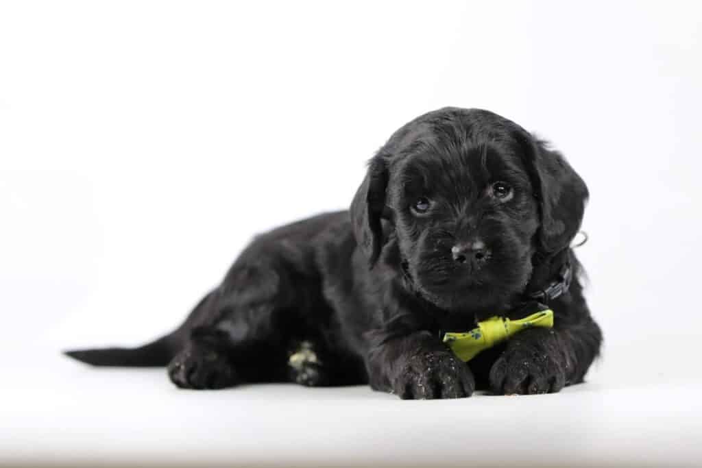 Schattige goudkleurige labradoodle puppy met persoon op patio.