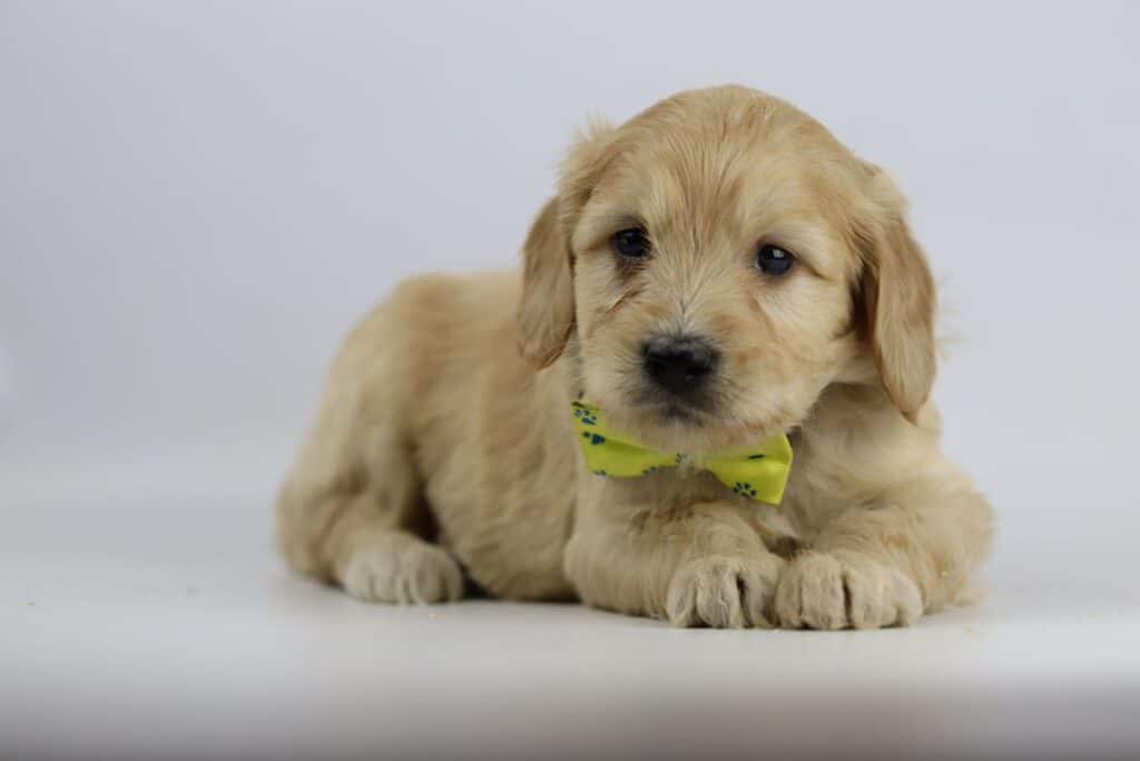 Labradoodle pups adoptie