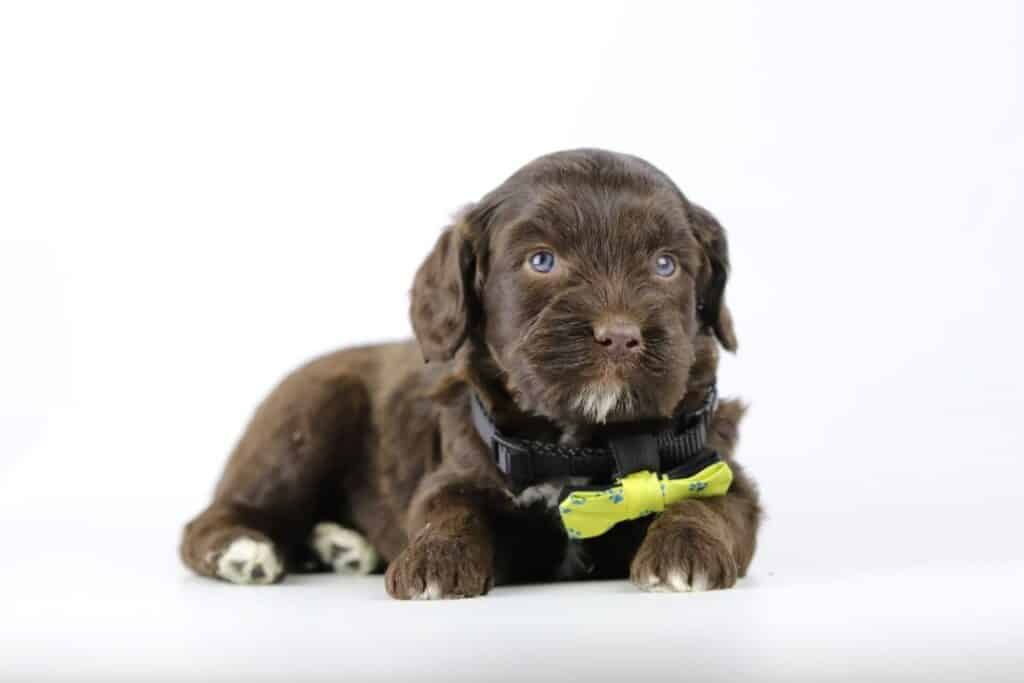 Labradoodle puppies
