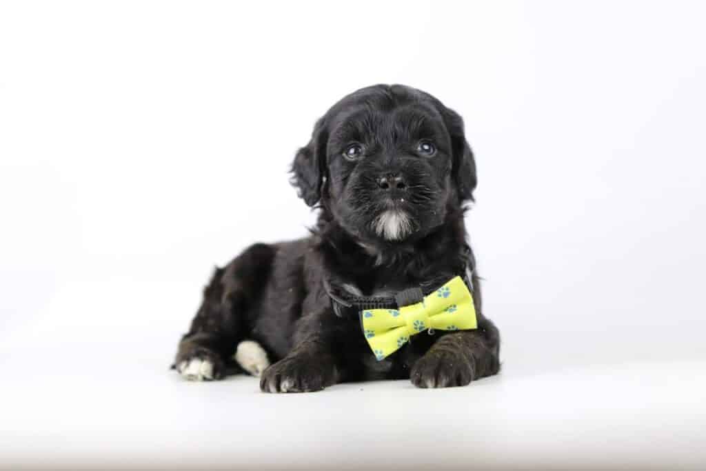 Labradoodle pups kopen