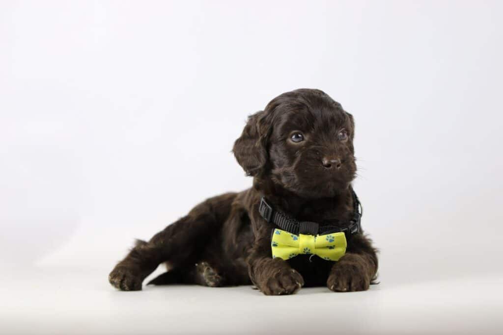 Labradoodle puppies for sale – information from a belgian recognized breeder 14 Labradoodle pups beschikbaar