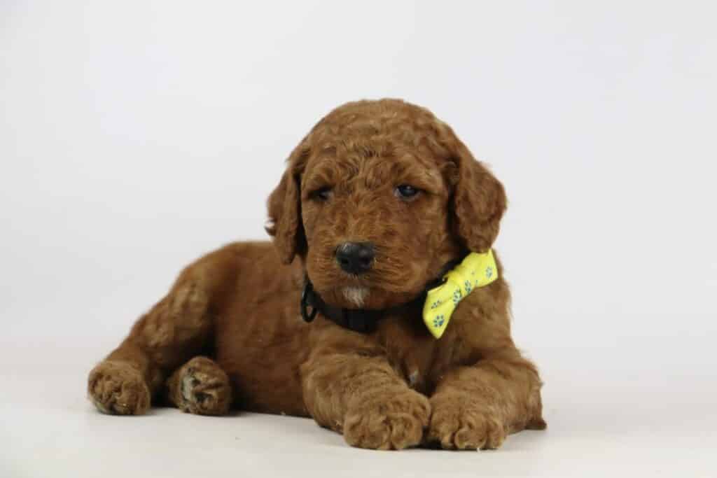 Labradoodle puppies for sale – information from a belgian recognized breeder 13 Labradoodle puppies te koop