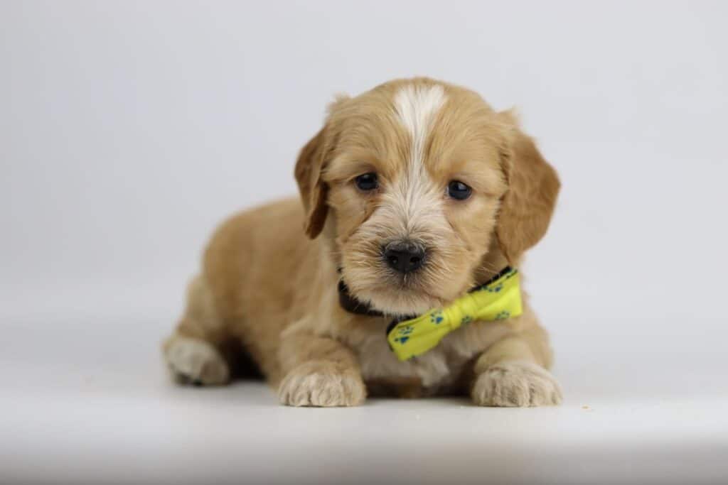 Labradoodle pups belgische fokker