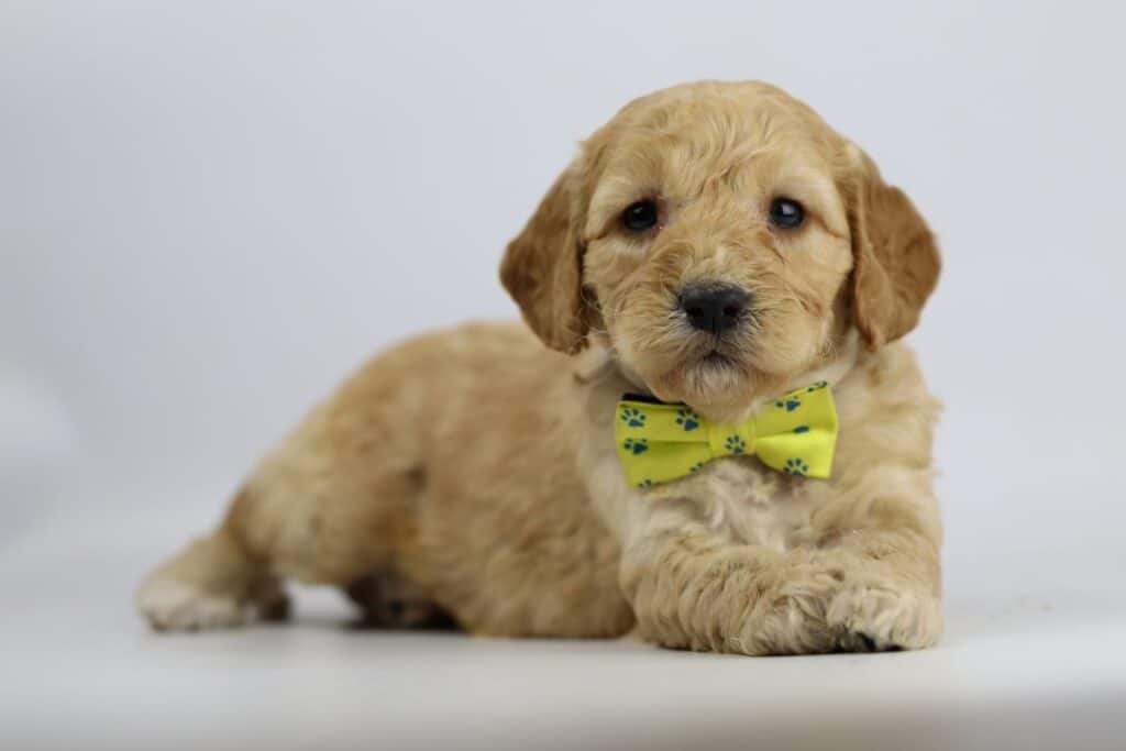 Labradoodle puppies for sale – information from a belgian recognized breeder 15 Labradoodle pups woefkesranch