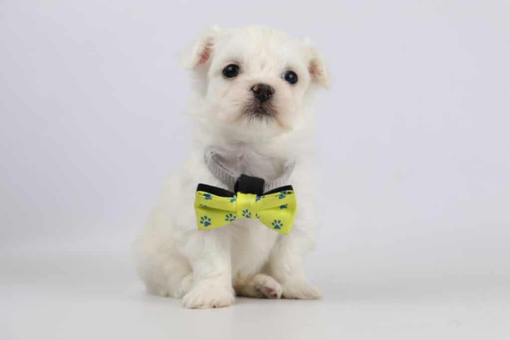 Kenmerken van maltezerpups