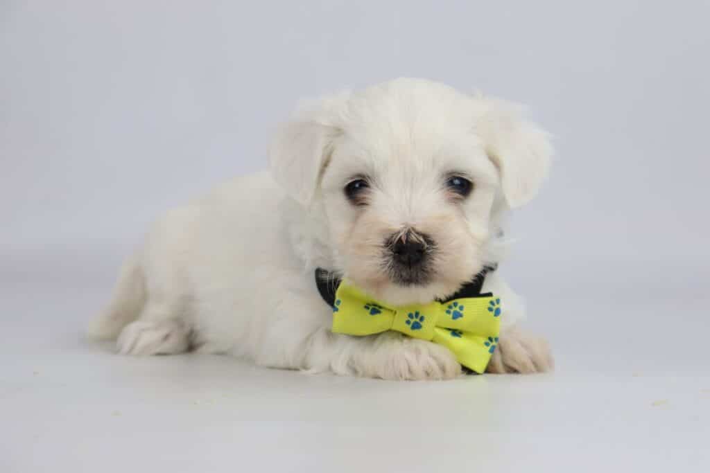 Maltezer pup zindelijk maken