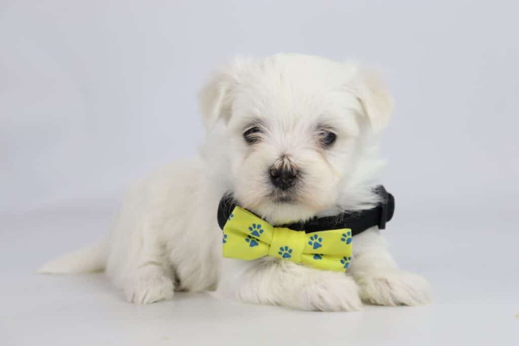 Maltezerpups