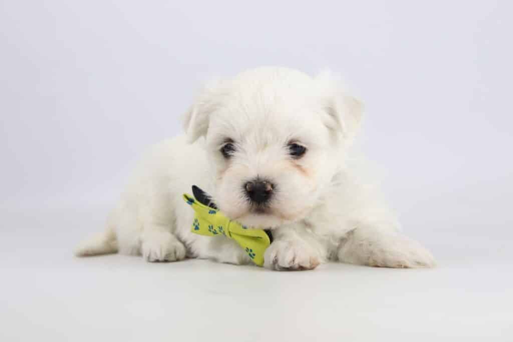 Maltezer-gids