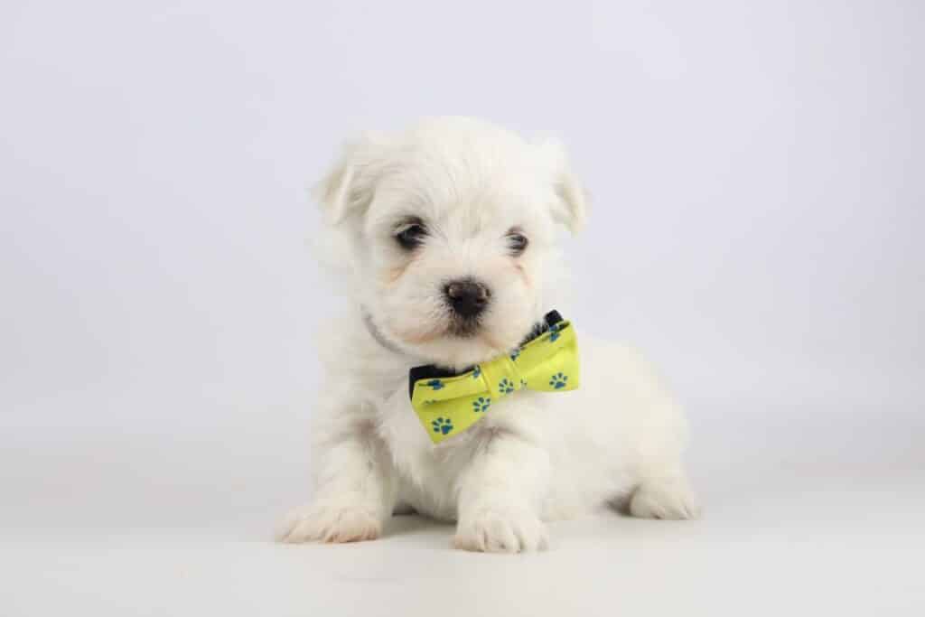 Kenmerken van maltezerpups