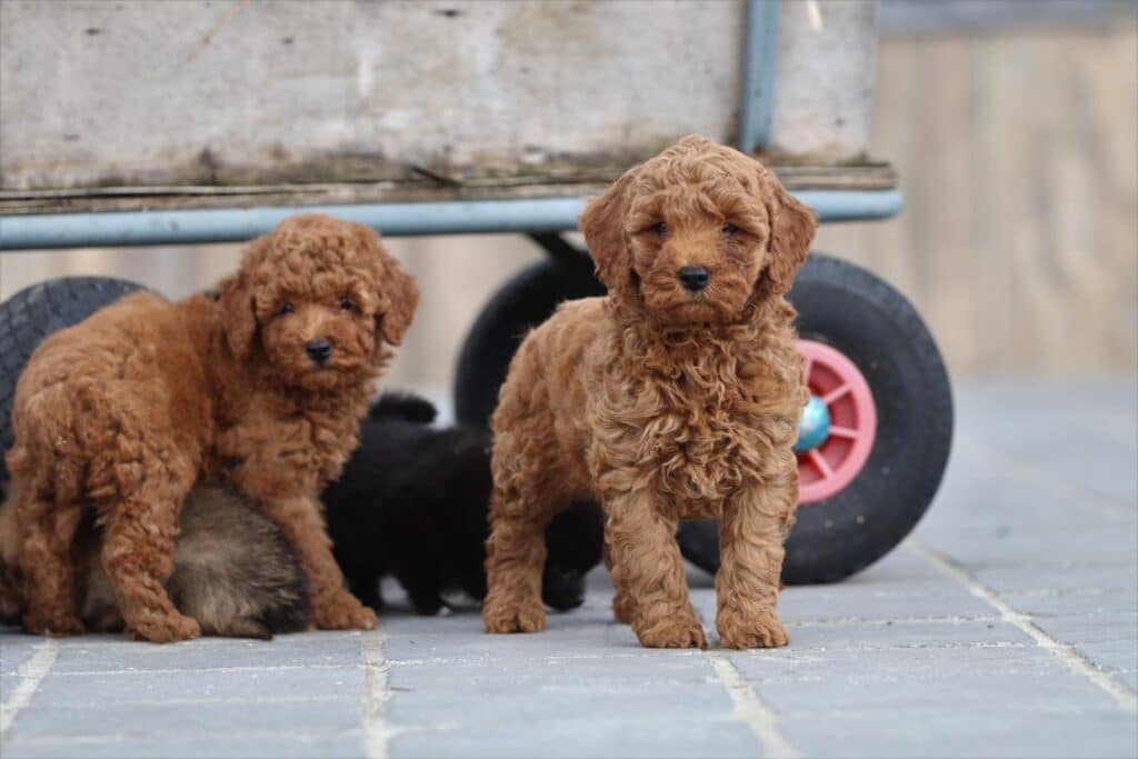 Poedel pups te koop