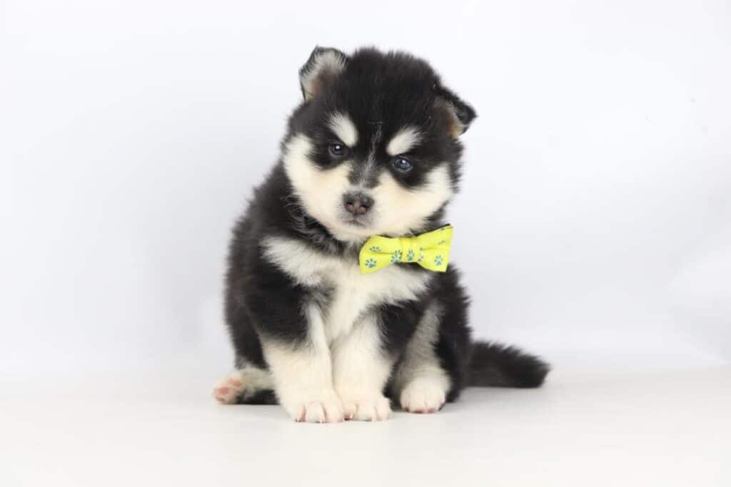 Pomsky gezinshond
