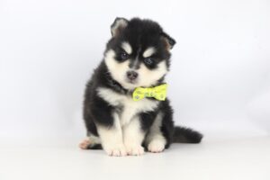 Pomsky gezinshond