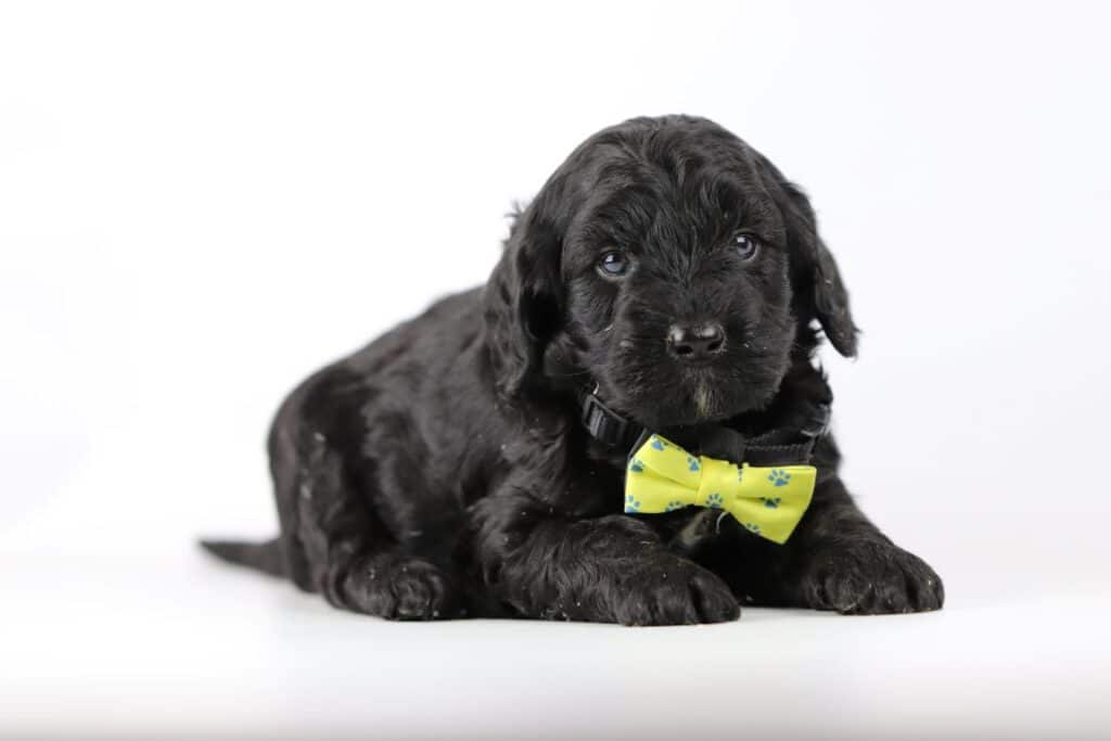 Schattige puppy op gras bij woefkesranch in belgië.