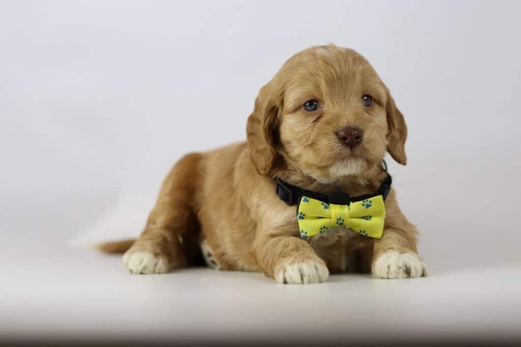 Schattige puppy op gras bij woefkesranch in belgië.