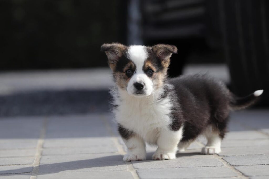 welsh corgi pups
