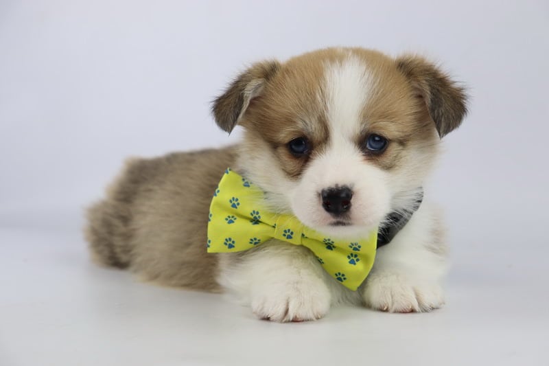 Informatie over de welsh corgi pembroke 10 Rasstandaard corgi