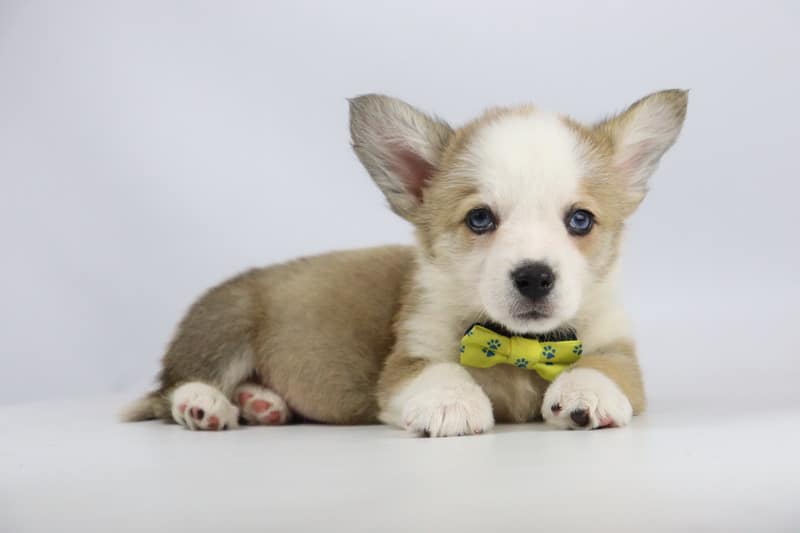 Informatie over de welsh corgi pembroke 16 Opvoeding van de welsh corgi pembroke