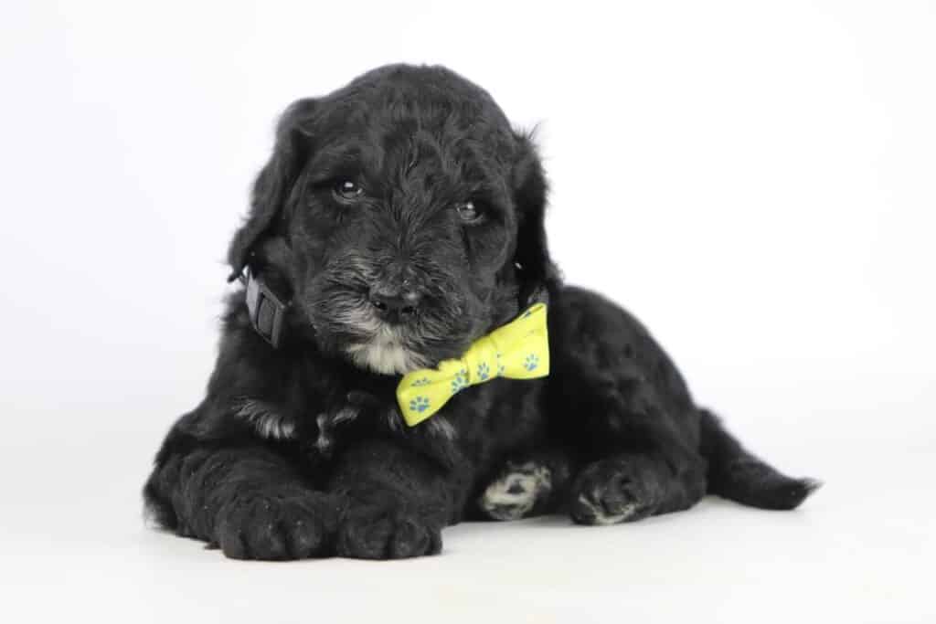 Erkende labradoodle fokker