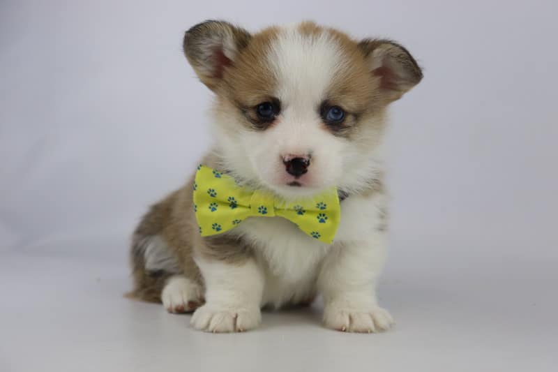 Corgi karakter