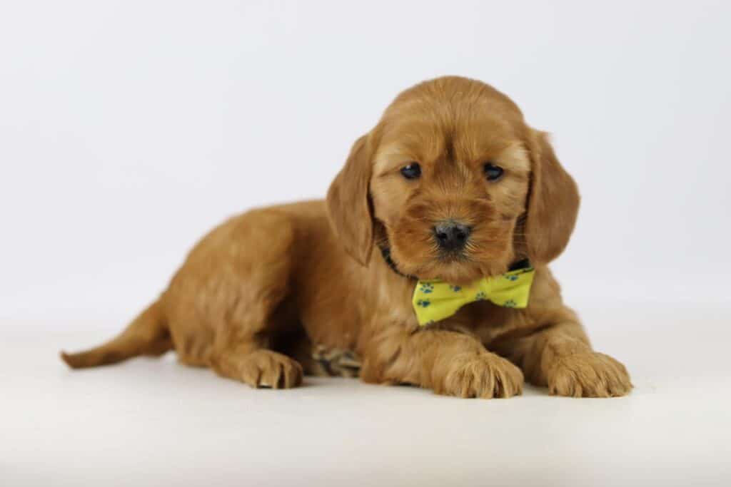 Cockapoo pups te koop belgisch fokker sinds 1991 8 Cockapoo pups belgië