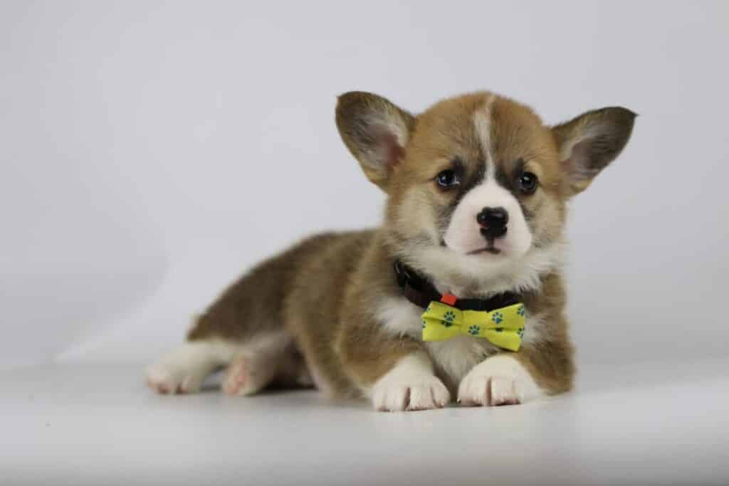 Geschiedenis van de welsh corgi pembroke