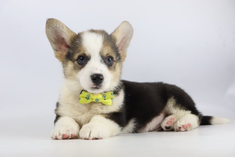 Temperament van de welsh corgi