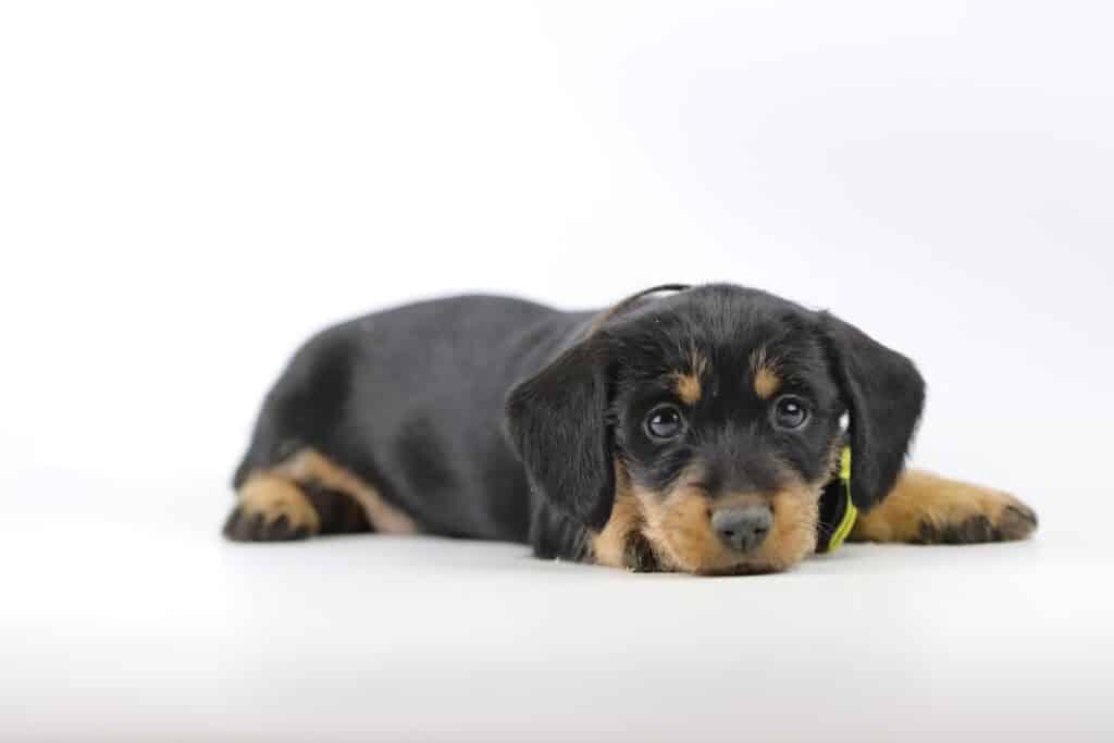 Dwergteckel pups te koop belgisch fokker 2 Teckel pups beschikbaar