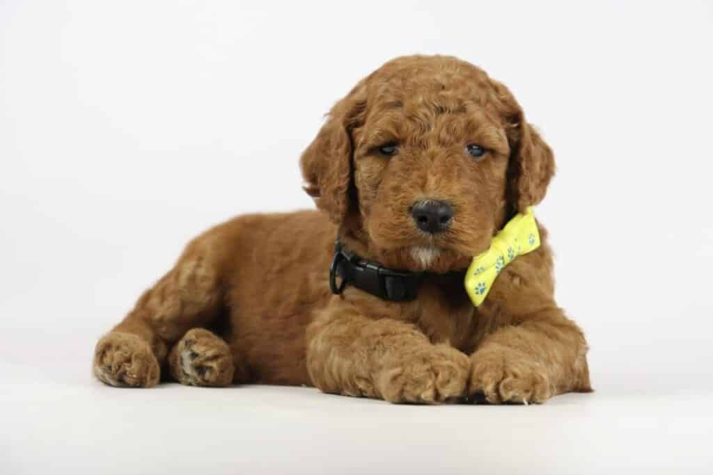 Labradoodle pups prijzen