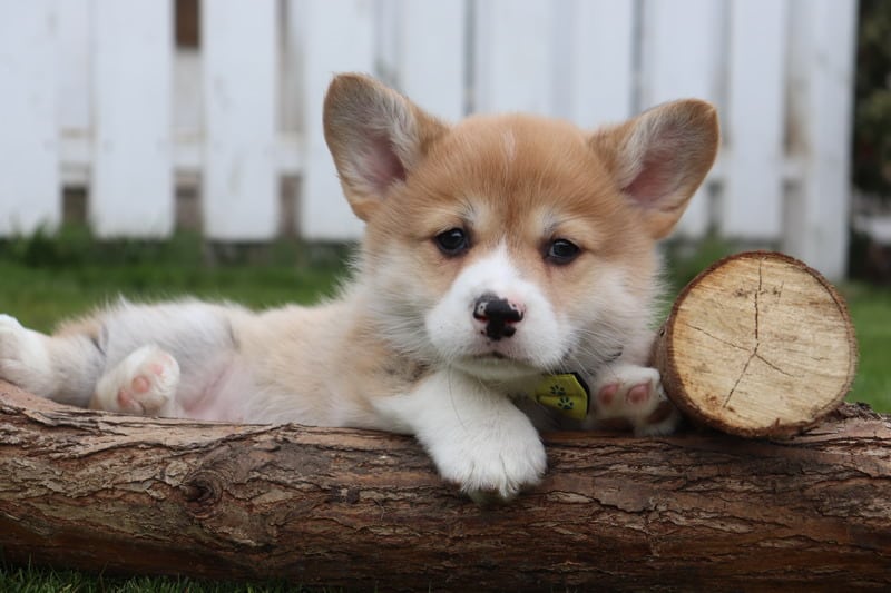 Karakter van de welsh corgi pembroke